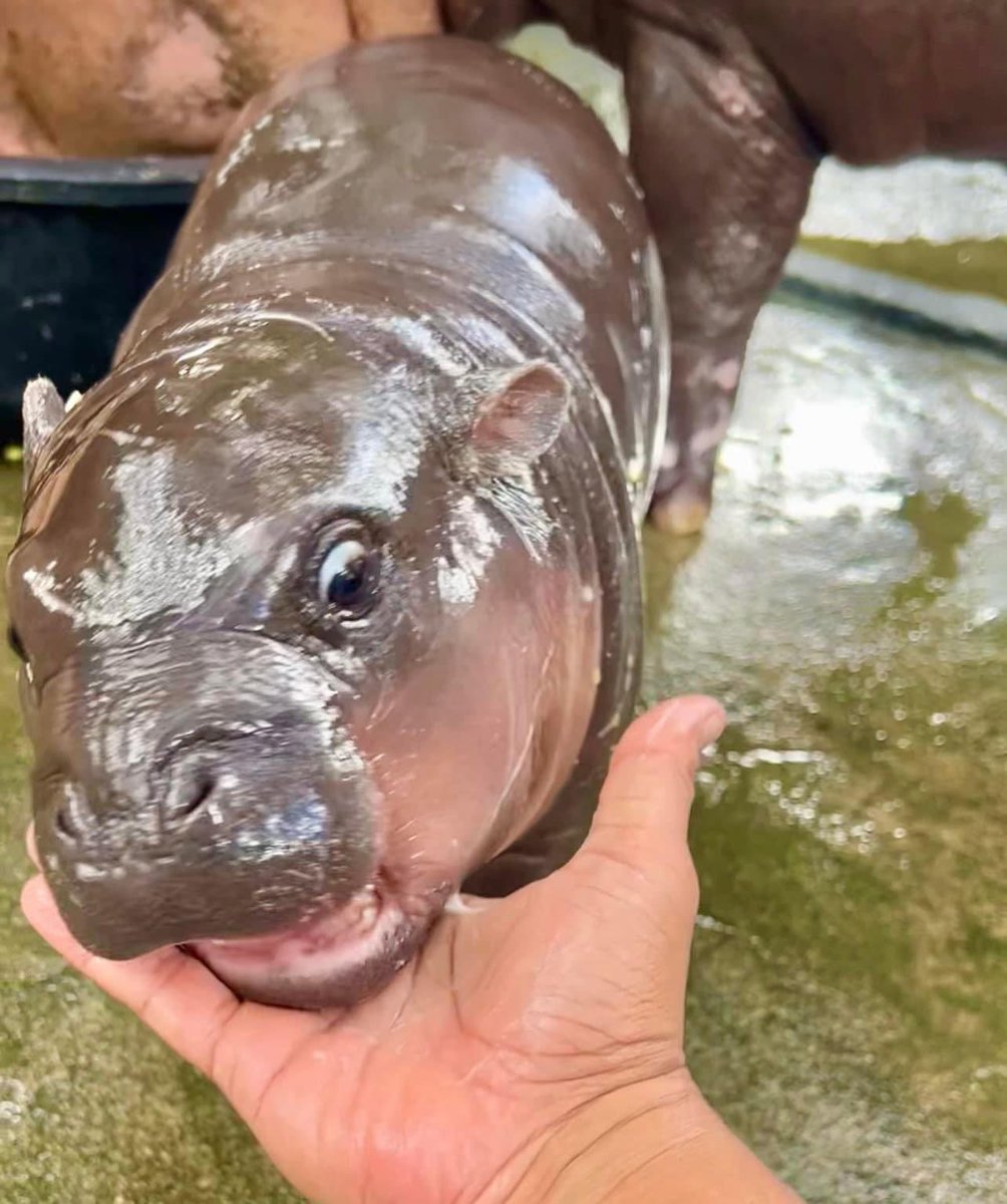 MooDengSOL's tweet image. Moo Deng mood board 
#moodeng