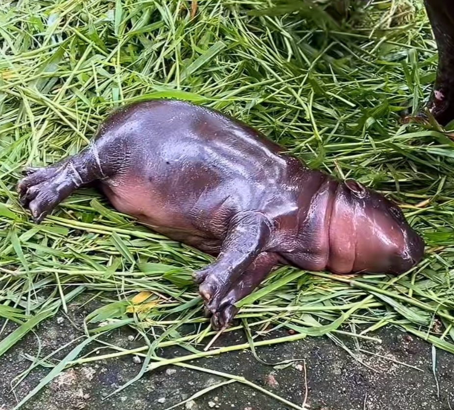 MooDengSOL's tweet image. Moo Deng mood board 
#moodeng