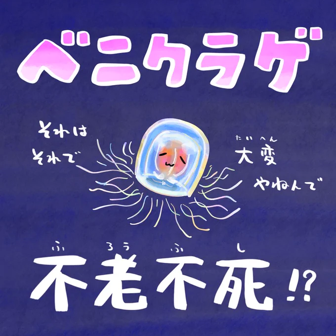 敬老の日、不老不死のクラゲがいる 