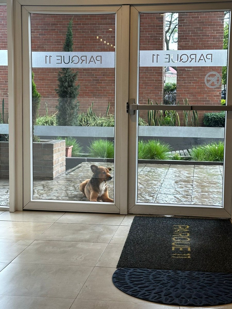 MarlaSimply's tweet photo. Este perrito está afuera de mi edificio, baje a darle agua y comida y lo ví y creo que es cachorro, es súper amigable y cariñoso, no es agresivo con otros perritos. Si alguien le puede dar hogar temporal yo ayudo con los gastos... Yo no puedo tenerlo porfa RT https://t.co/yTTy2fF8eQ