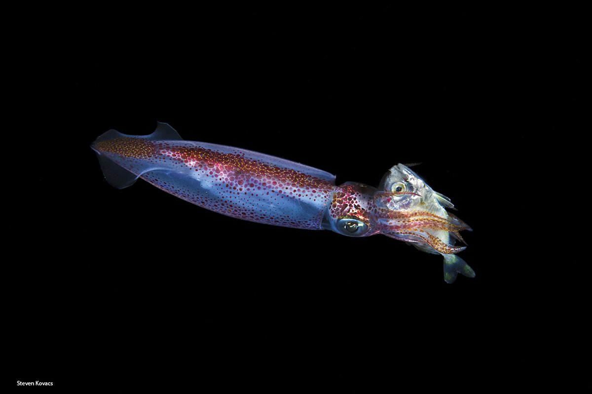 Squid capturing a good-sized meal. Palm Beach, Florida,
.
#ikelite