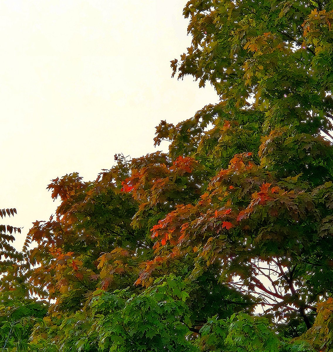 SojkaAnn's tweet image. #AlphabetChallenge 
#WeekKforKnowledge 
Its  time to come to the Knowledge  summer is ending. 🍂🍁