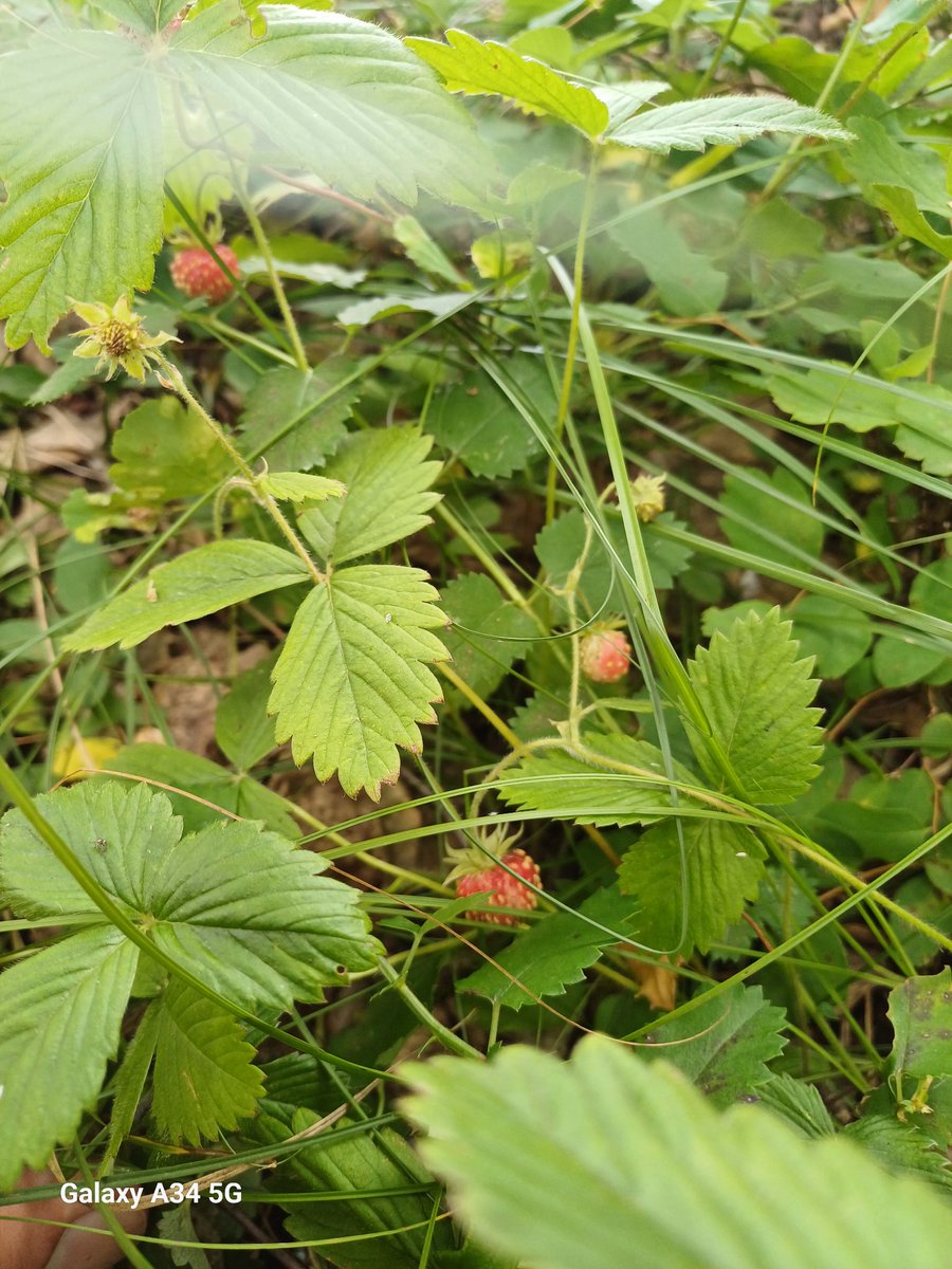 Өглөөний мээнд.