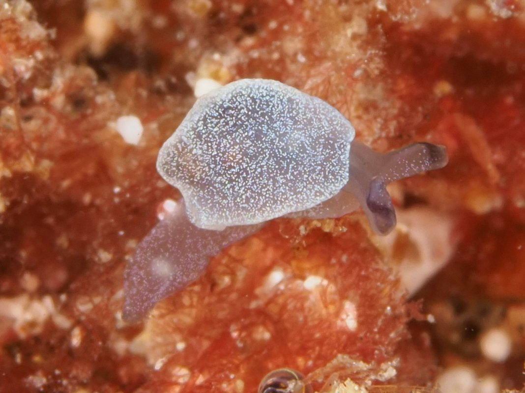 MSA (@malsocaus) on Twitter photo 📢 Last chance to submit your #Molluscs2024 abstracts by Friday!
Don’t miss out—submit now and secure your spot.
Field trip sign-ups & payments also close soon! 🐙
For more details and important dates, go to molluscs2024.com.au
Photos by <a href="/henry_carrick/">Henry Carrick</a> 📢 Last chance to submit your #Molluscs2024 abstracts by Friday!
Don’t miss out—submit now and secure your spot.
Field trip sign-ups & payments also close soon! 🐙
For more details and important dates, go to molluscs2024.com.au
Photos by <a href="/henry_carrick/">Henry Carrick</a>