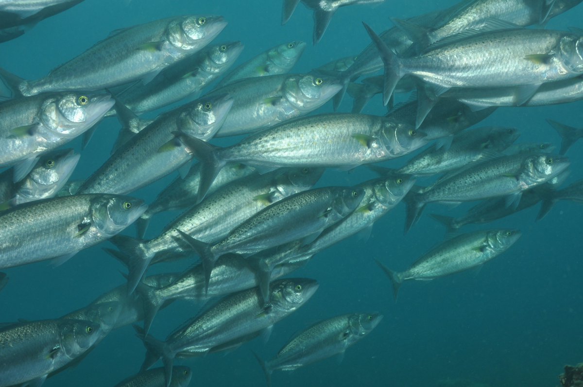 A hundred years ago, fish lived longer and grew bigger. Today these larger, long-lived fish are gone, and it’s affecting fish populations, marine ecosystems, and ultimately our own food security.
⭐️Discover why fish size matters and the Big Fish card game: tinyurl.com/bddfm5ft