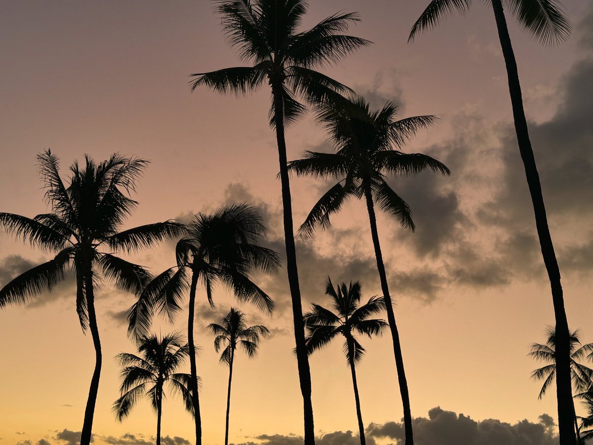 Aloha HI 👋. See you again in November. #PapasInParadise