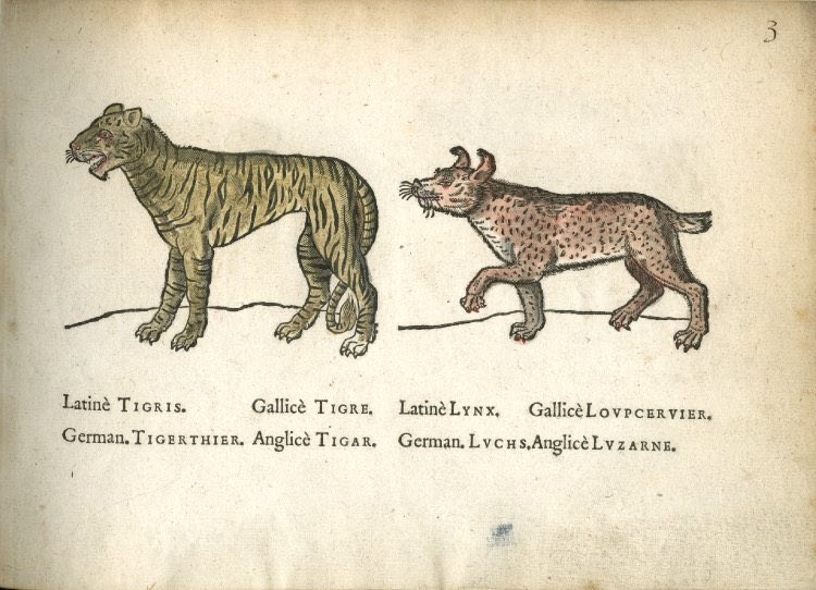 2/2 Tiger and lynx. Cross between zoology and dictionary, 1586, after Jacques le Moyne de Morgues.