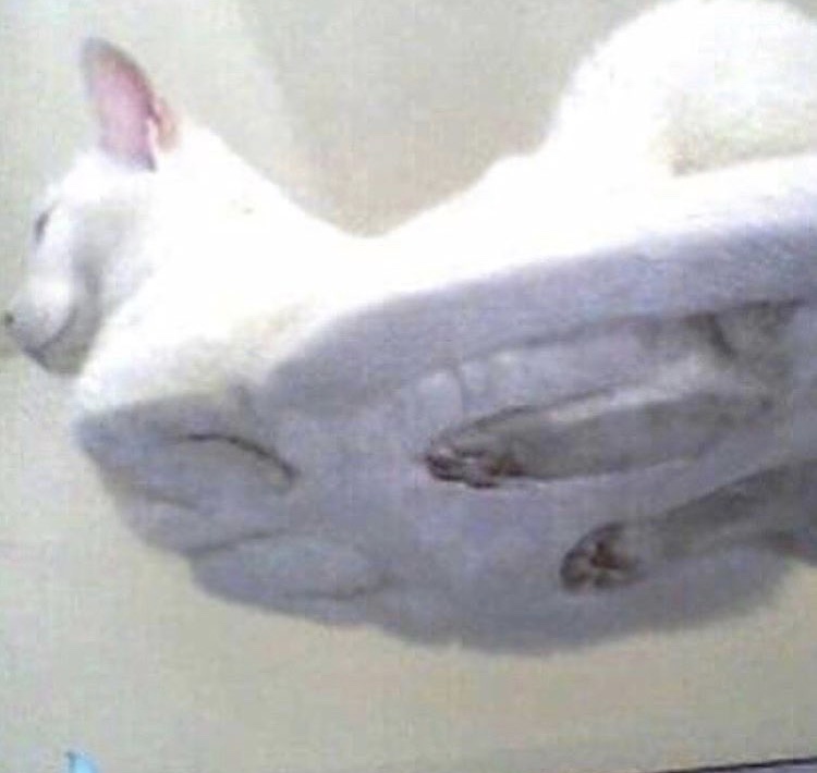 flat cat $FLATCAT tweet media