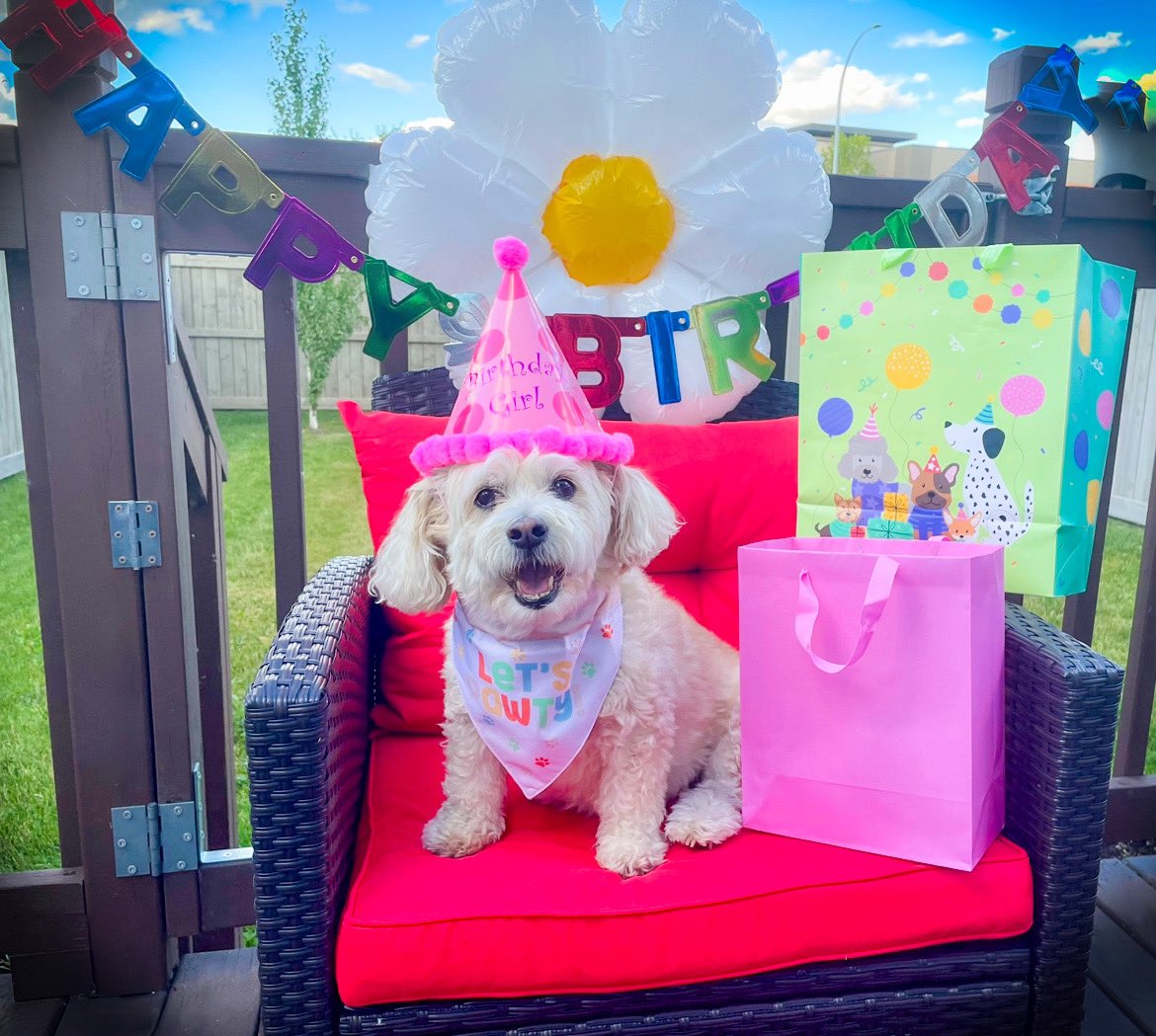 🌼Daisy the Malti-pom 🌼 tweet media