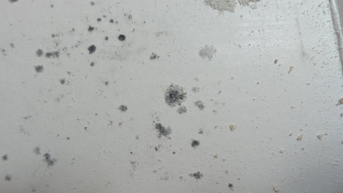 Darder's tweet photo. @Entenmanns what is this? Mold? https://t.co/No0Ank3Gms