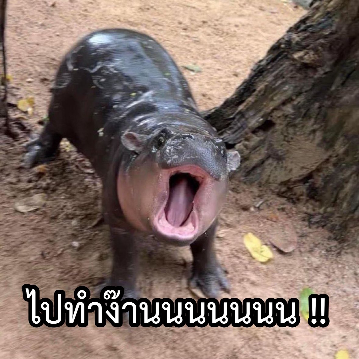 ไปใช้ชีวิตในเช้าวันจันทร์กันค่ะ 🫠