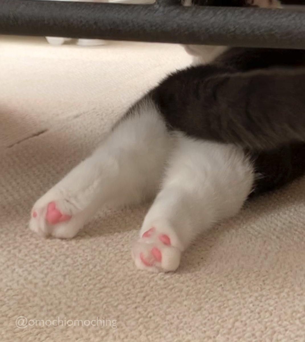 omochiomoching's tweet photo. これ、今まで撮ってきた中で最高の足🐾 https://t.co/D6Cu3D60XW