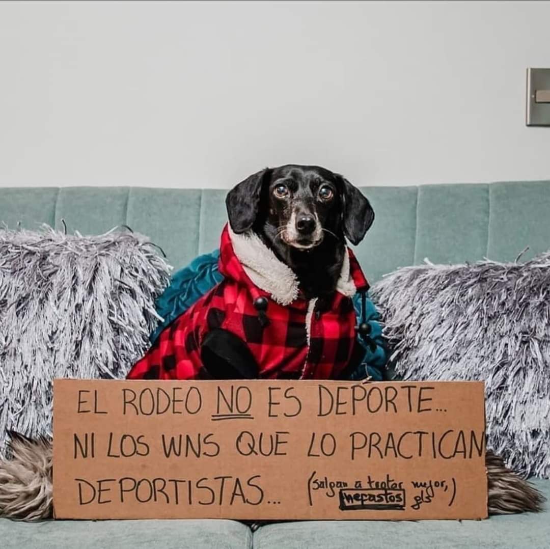 layanis11's tweet photo. El rodeo no es deporte https://t.co/tBsndpaEGo