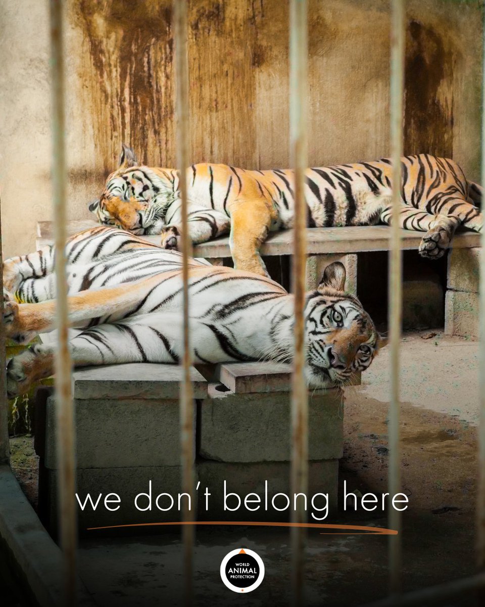 Zoos aren't a wild experience; they're a wild mistake. 🐯💔

Please don't ever support venues forcing wild animals to live in captivity.