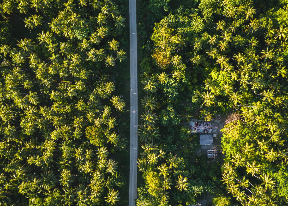 🌞 Soak up the natural beauty and get lost on the road to nowhere can lead you to unexpected treasures 🌳🍃 

📍 Maewo Island

#plantationparadise #exploringnature #roadtonowhere #VanuatuMoments #AnswerTheCall
