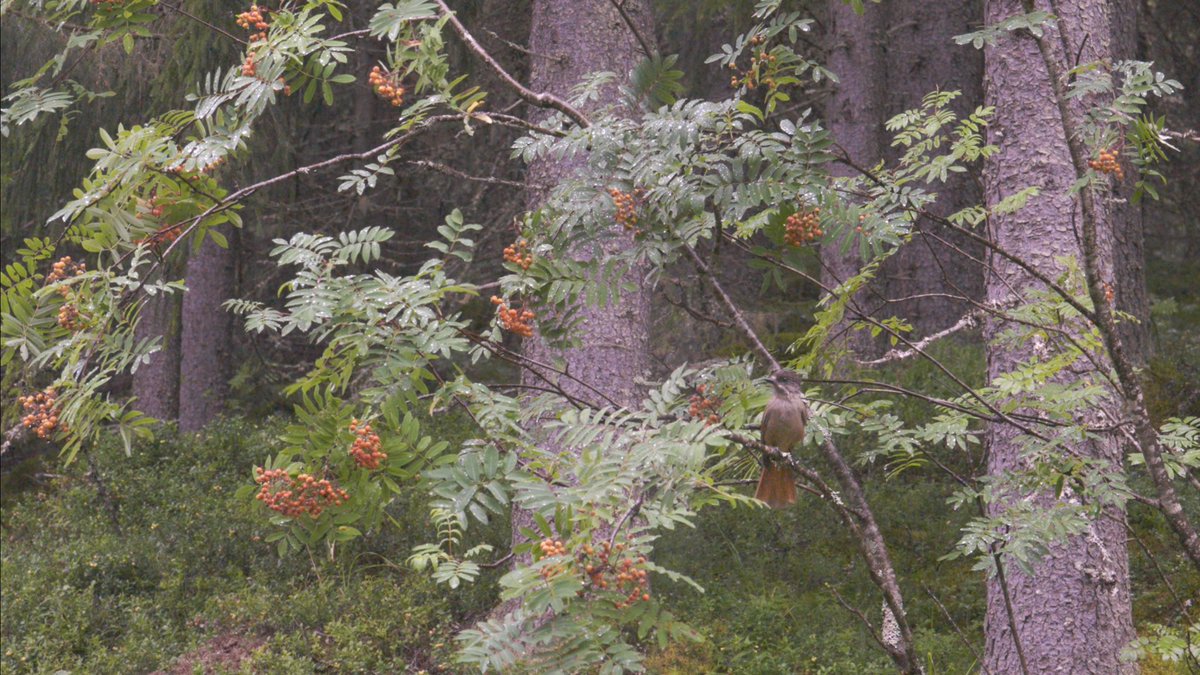 Mutta <a href="/Tornator3/">Tornator Oyj</a> rikkoi lupauksen. Alueelle yllättäen viime viikolla tuotu metsäkone teki avohakkuun vanhaan kuusikkoon johon kuukkelipoikue oli juuri varastoinut talvikaudeksi ruokaa. Tätä #luontokato konkreettisesti on. Hakkaajan toiminta tosin oli poikkeuksellisen härskiä. 4/8