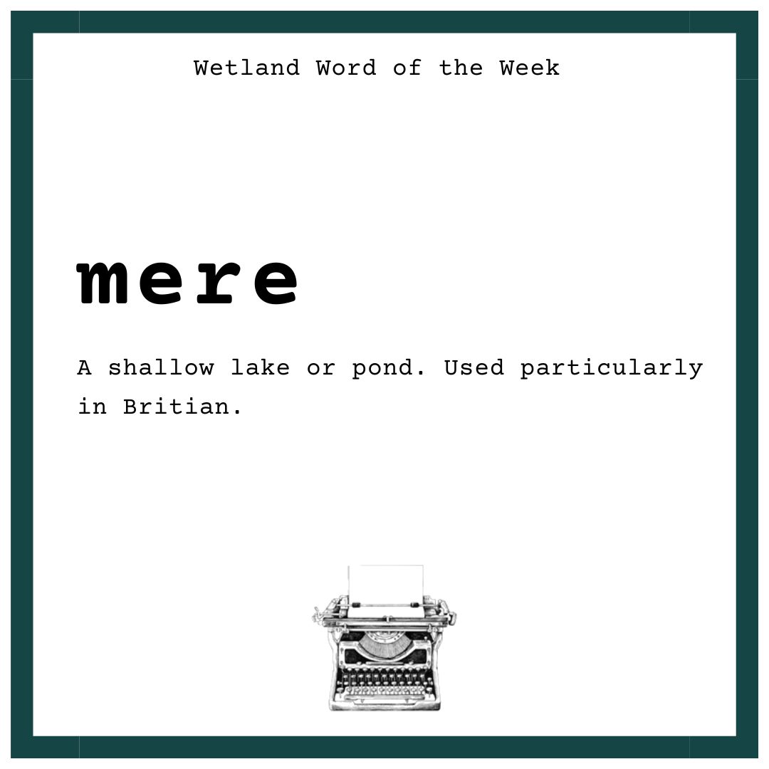 WWT Caerlaverock (@wwtcaerlaverock) on Twitter photo Wetland Word of the Week 🌾
MERE is a word referring to a shallow pond or lake and is used particularly in Britain. Our sister site, <a href="/WWTMartinMere/">WWT Martin Mere</a> uses it as well as Grassmere in the Lake District and Ellesmere in Shropshire.
#WetlandWordOfTheWeek #WordsForWetlands Wetland Word of the Week 🌾
MERE is a word referring to a shallow pond or lake and is used particularly in Britain. Our sister site, <a href="/WWTMartinMere/">WWT Martin Mere</a> uses it as well as Grassmere in the Lake District and Ellesmere in Shropshire.
#WetlandWordOfTheWeek #WordsForWetlands