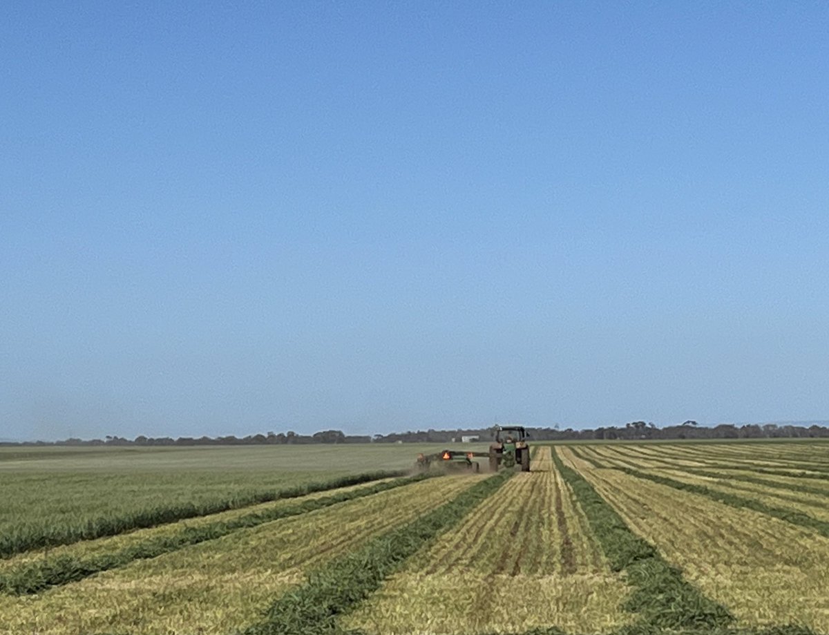 Fair few light crops being cut for hay in the mid-North of SA today! The rest desperately need a ☔️