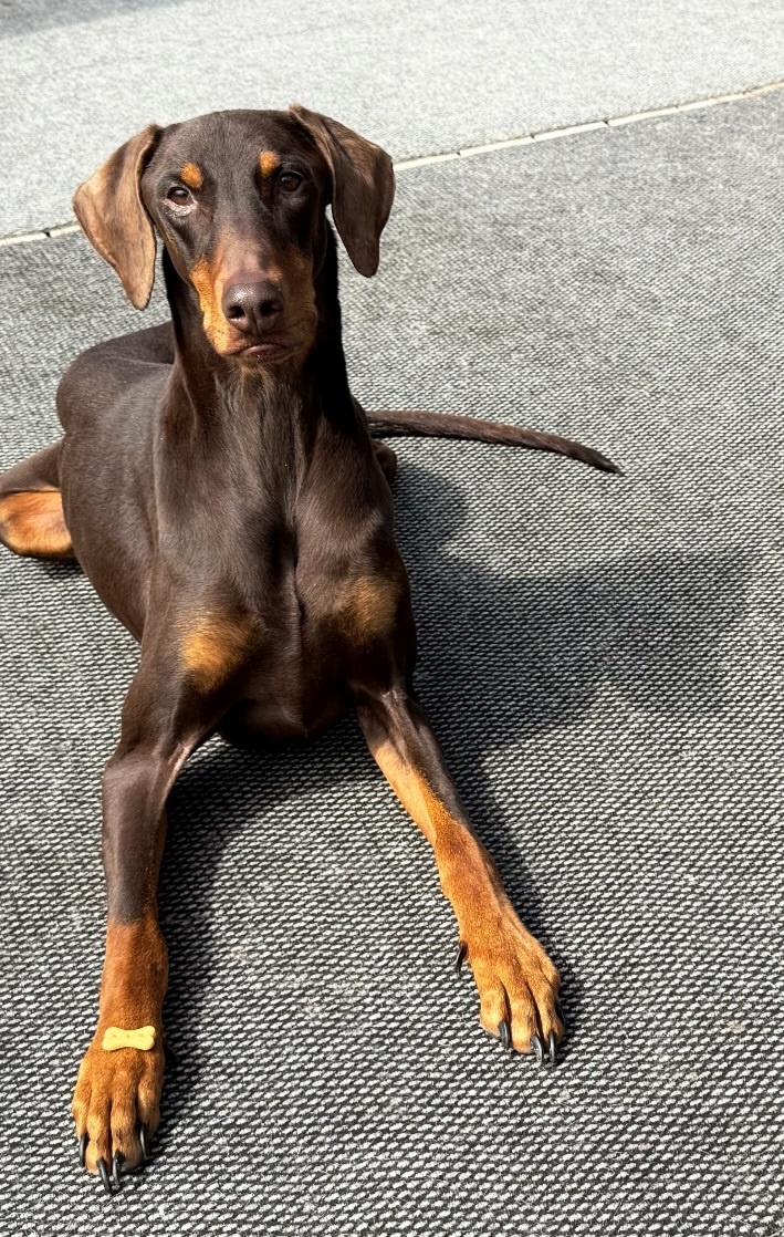 yettocome1867's tweet image. 정국이 밤이 
맛있는거 많이먹고 
많이 웃는 추석 보내용❤