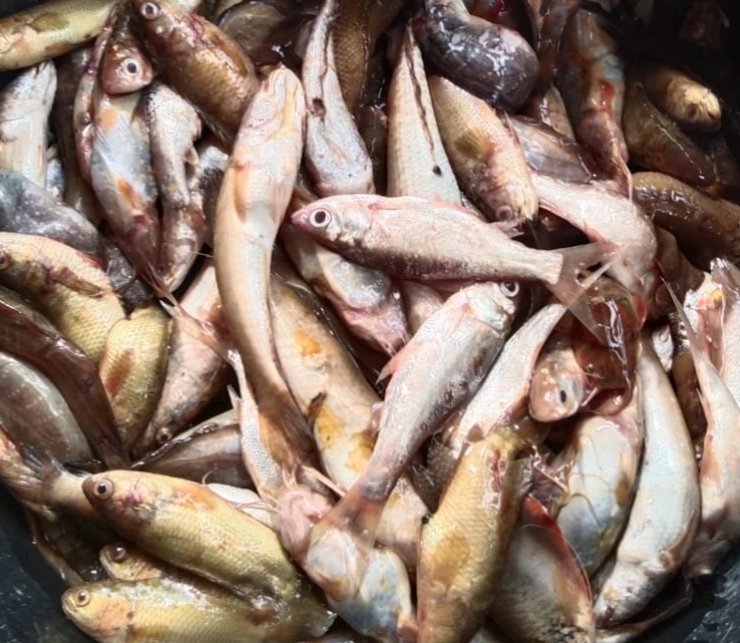 Hafisal81's tweet photo. Giat Selasa tanggal 13/09/2024, Hafisal, S. Pi kunjungan dan monitoring hasil tangkapan ikan di KUB Barokah. Rata-rata hasil tangkapan ikan 8-13 kg/hari  dengan harga jual Rp.8.000/kg.
#GiatLuhkanSatminkalBRPPUPP
#LuhkanKabupatenMuaraEnim
#Luhlapor https://t.co/zhvJgtwQuF