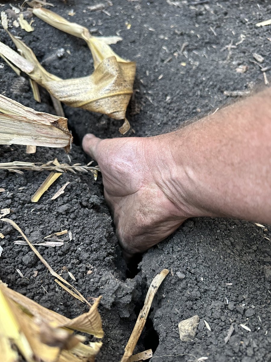 Cody Kirkpatrick tweet media