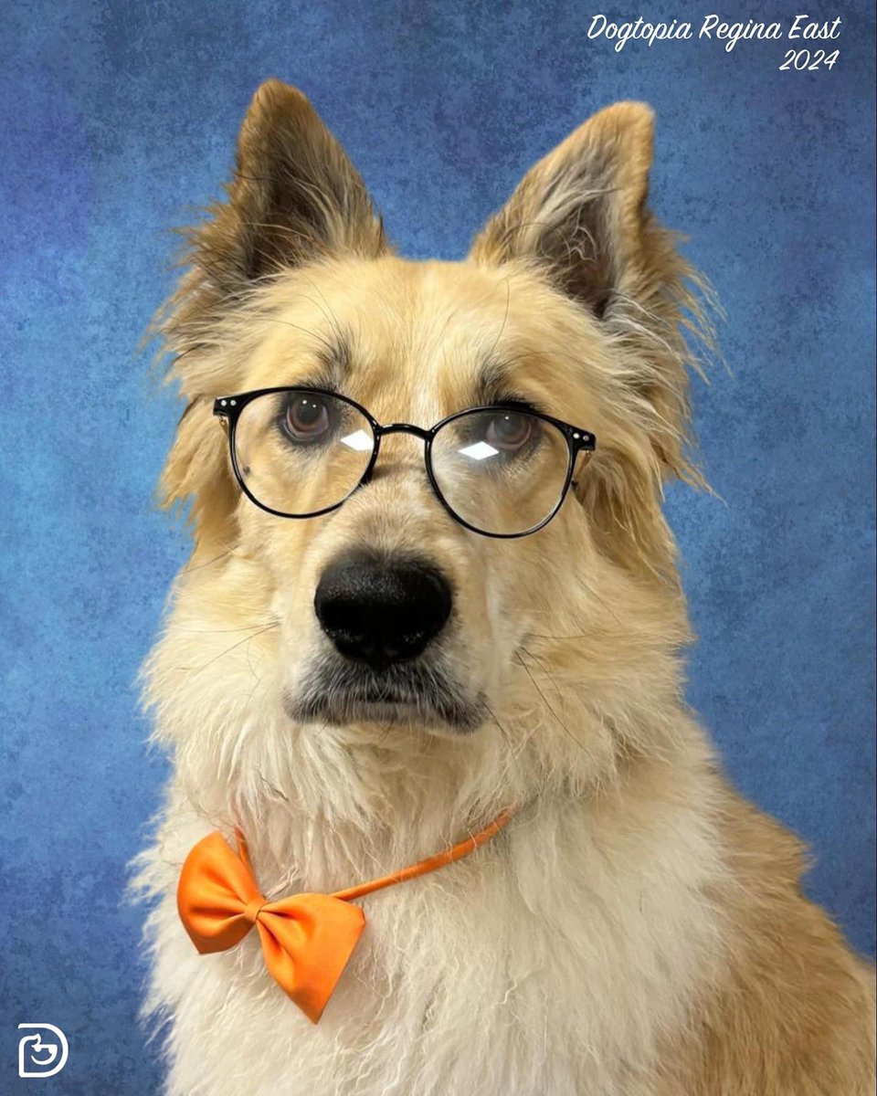 Hello, my dog had back to school pictures taken at his daycare this week. #BackToSchoolBauer