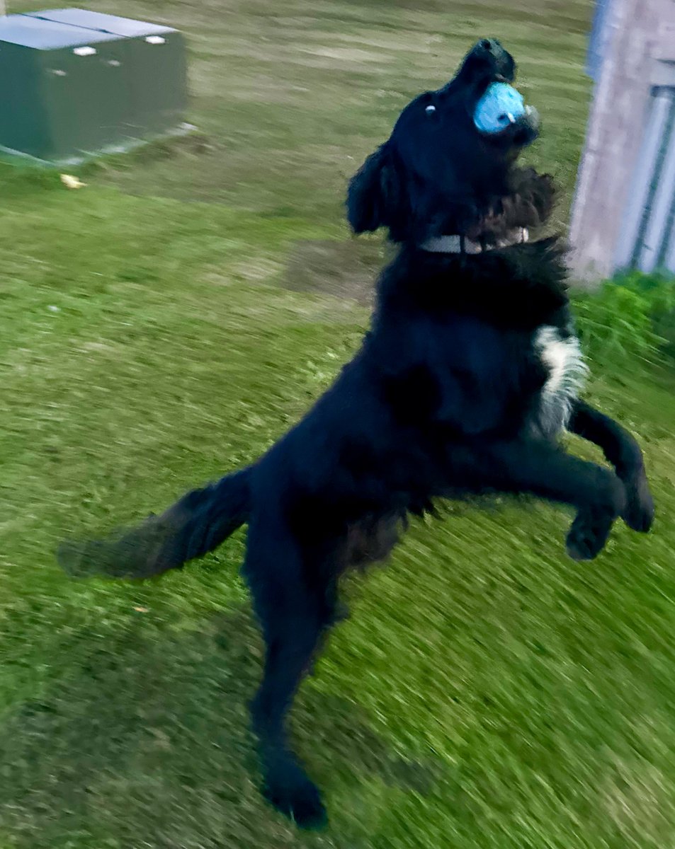 EmilyReviewsCom's tweet photo. Check out our new post about the best fetch toys from @chuckittoys, perfect for the upcoming national fetch day! https://t.co/DY65PUhIDL #dog #fetch #play #playfetch #chuckit #chuckitfetchtoys https://t.co/4pMnNMZUA3