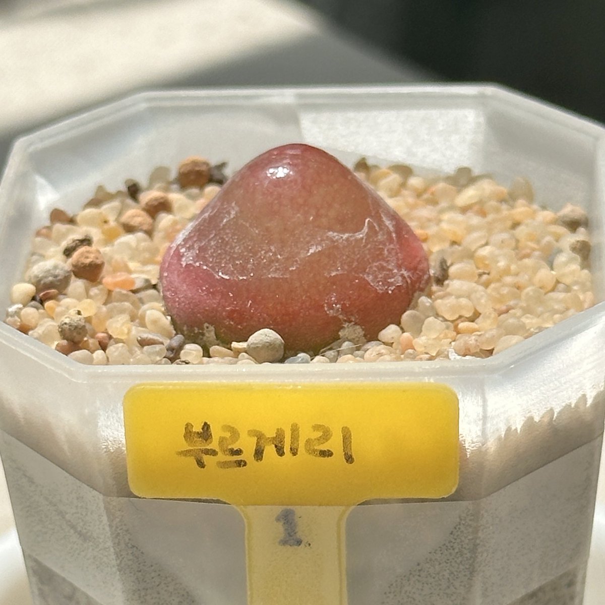 u808n's tweet photo. 부르게리1 https://t.co/5UZnvN1TgE