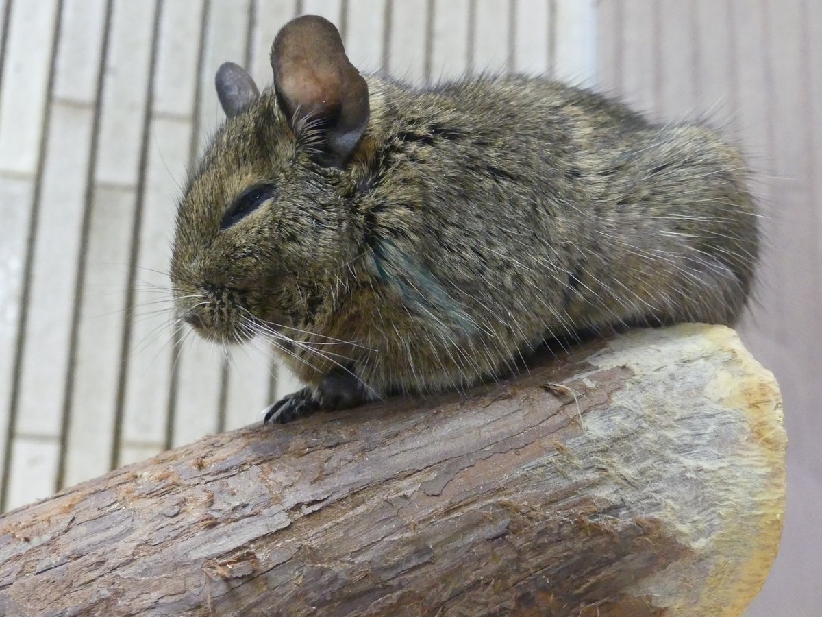 目を閉じているようで、実はうっすら開いたまま休んでいるときもあります。

#デグー 
#小獣館
#オンラインで動物観察