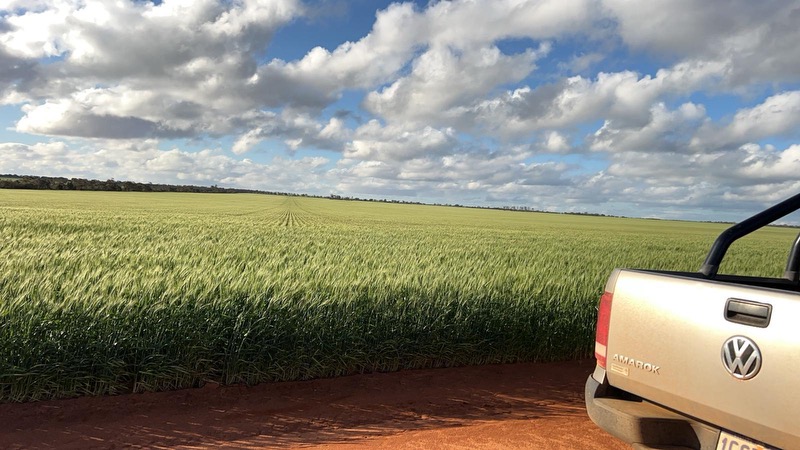 Out and about in WA, this paddock of LRPB Avenger wheat is looking fantastic near Cadoux.