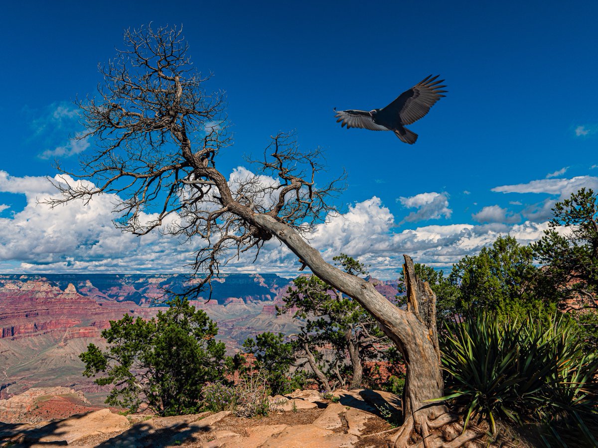 azgfd's tweet photo. Hi hunters in GMUs 12A and 12B! Remember to redeem your lead-free ammo coupons. It helps protect California Condors and other wildlife from lead fragments. For details, visit https://t.co/eJjSMtG6uZ.
#WildlifeConservation #HuntersForConservation #HuntAZ #ArizonaWildlife https://t.co/lnB6CXARoX