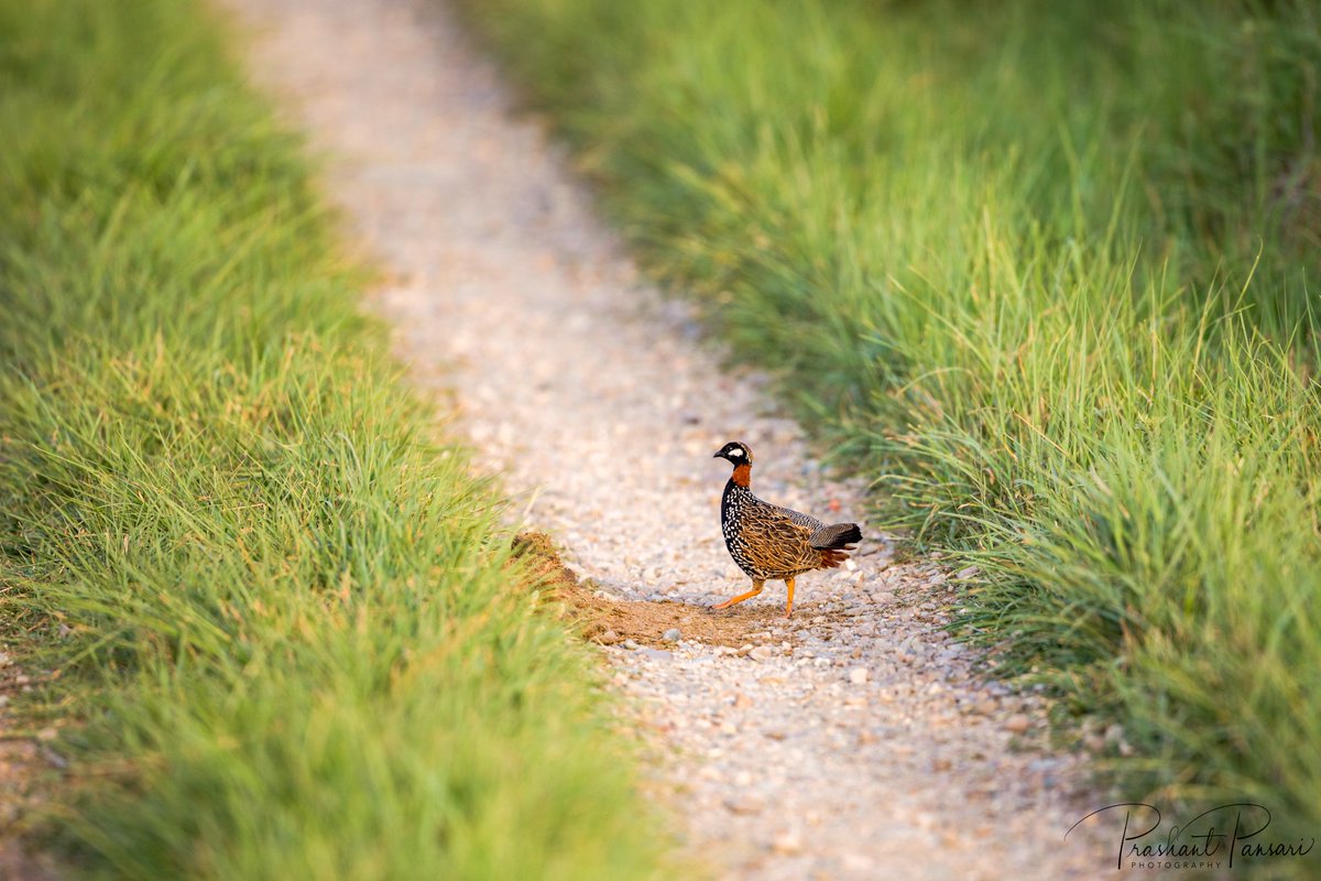 PrashantPansari's tweet photo. Black Francolin
Dhikala Grasslands, Corbett Tiger Reserve, Uttarakhand
#CorbettTigerReserve #pansariphotography #Dhikala #DenizensofCorbett #CapturedonCanon https://t.co/sk5HkOZS38