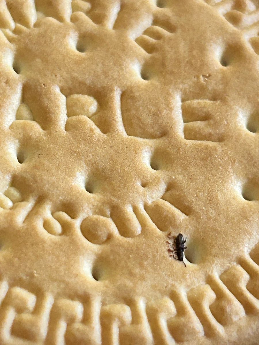dev7412003's tweet photo. @ParleFamily unbelievable @jagograhakjago 

Not sure how packed items screening is done.
There is an insect on the biscuit, can’t expect this with such a reputed company.

What justification do you have ???

#Parle
#FoodQuality
#ConsumerRights
#HealthAwareness https://t.co/kXkh1bAUGI