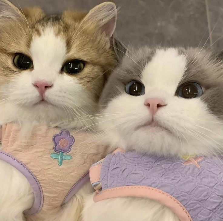 cutemycatmemory's tweet image. Welcome to the world of twin cats 🐱🎀 

#HEARTchuthiwat #COPPERdechawat