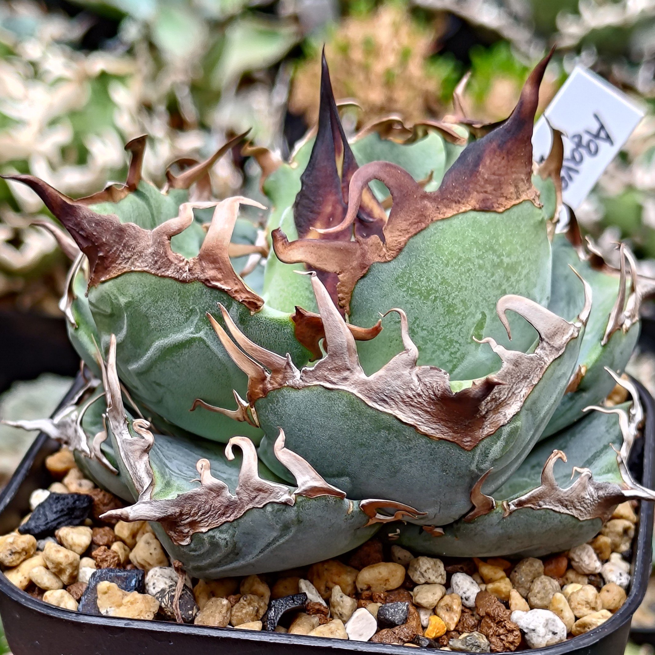 オテロイ実生選抜【極】アガベチタノタ 【公式通販】