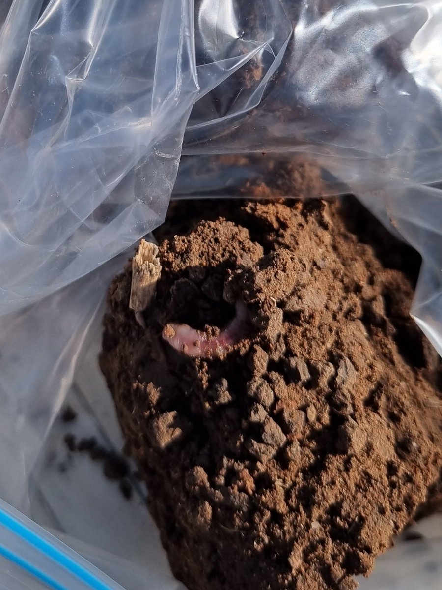 CeRRF_Griffith tweet media