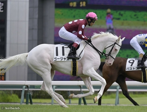 白馬のギャロップ】 #ゴージャス #浜中俊 #ゴールドシップ #中京競馬