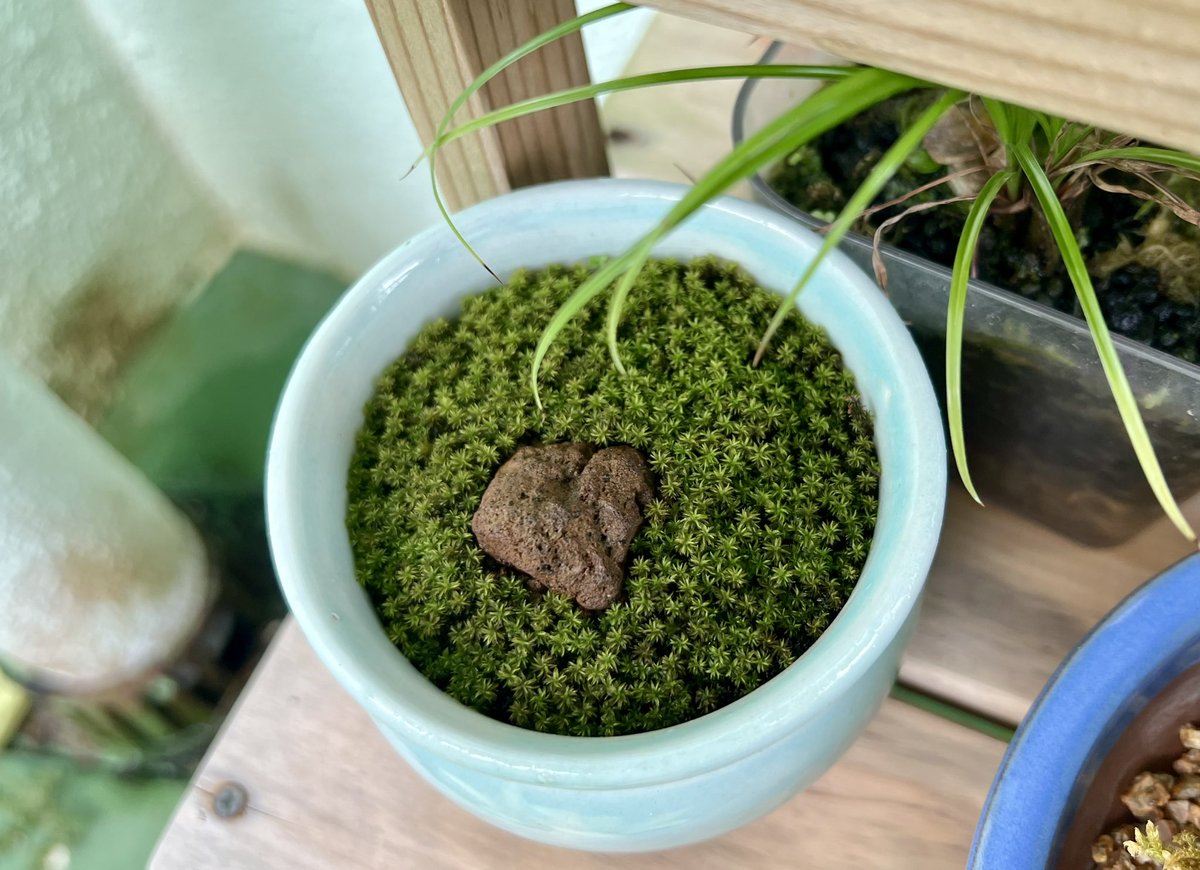 7041ofsha's tweet photo. 5月に撒き苔で植えたスナゴケはとても元気
#苔盆栽 #スナゴケ https://t.co/oK2To6plIB