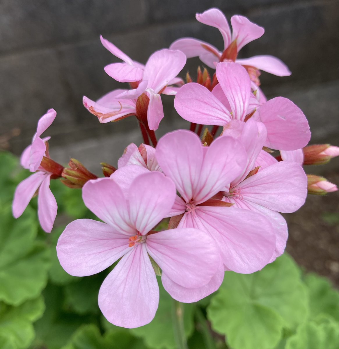 Michan196705's tweet image. ❁⃘*.゚ 金曜日 ⁎ .。❀ *
おはようございます🫶
今日一日
一つの笑顔·͜· ♡が
大切な人の笑顔に
大切な人の笑顔が
次の笑顔に繋がりますように·͜·‧✧̣̇‧¨̮
何時も ありがとうございます 💐✨