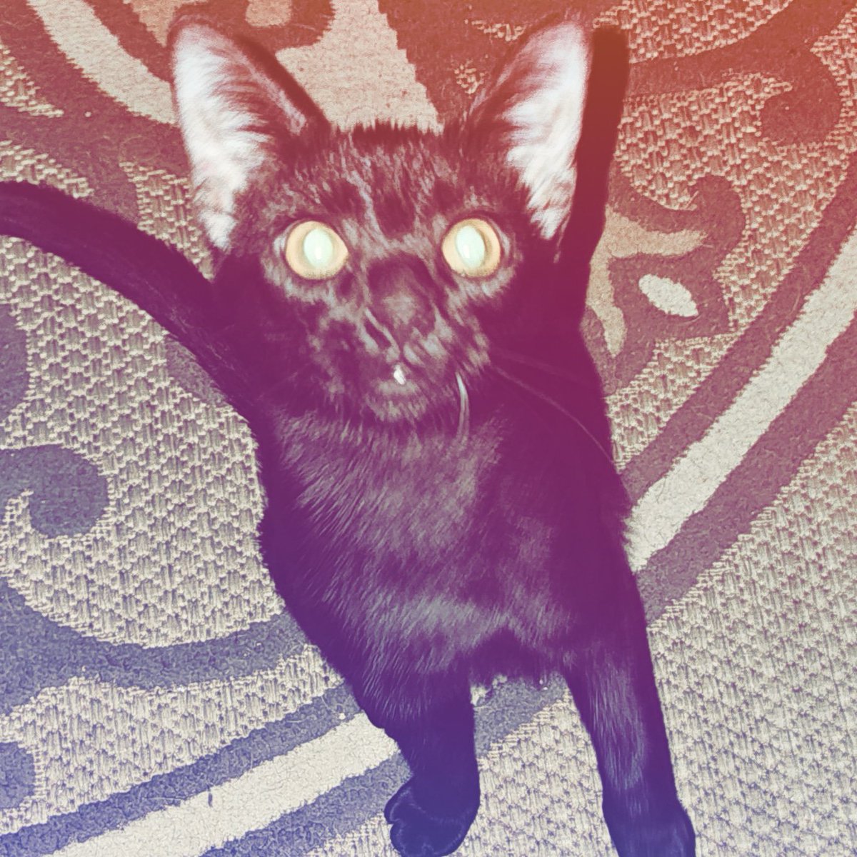 ultrap__pp's tweet photo. @rinuyii I was in a bad mind set ignore this 😽 https://t.co/OsdtjhvMsU