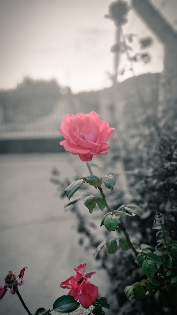 Günaydın hayırlı sabahlar