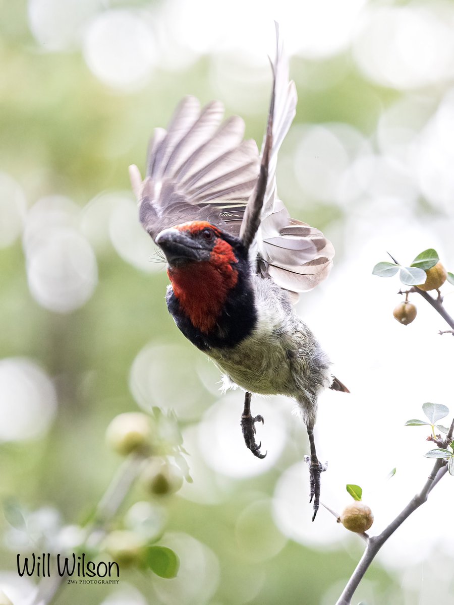 2wsphotography's tweet photo. A Black-collared Barbet takes to the air…
📍@AkageraPark in #Rwanda #BirdsofAkagera #RwOX #TwitterNatureCommunity https://t.co/lAJV4JCFaU