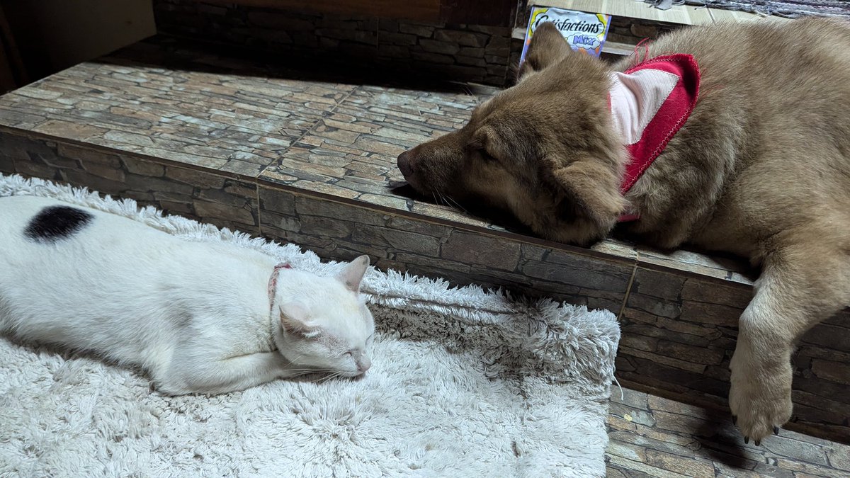 We didn't flood last night, but we're all exhausted from the anticipation of "will it won't it" nights. Look at these two, watching us check the water levels on the road instead of sleeping.
