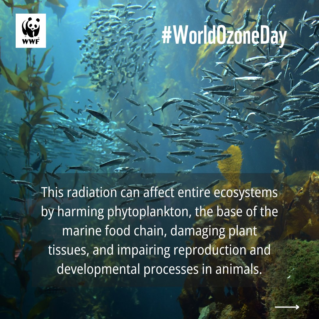On #WorldOzoneDay, let’s appreciate the Earth’s invisible shield that protects all life from the sun’s harmful UV radiation. The ozone layer plays a crucial role in safeguarding human health, protecting ecosystems, and maintaining environmental stability.
