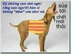 RamseyAlex11's tweet photo. @TruongMinhQuan cali con cay :v https://t.co/2e7LVjROSj