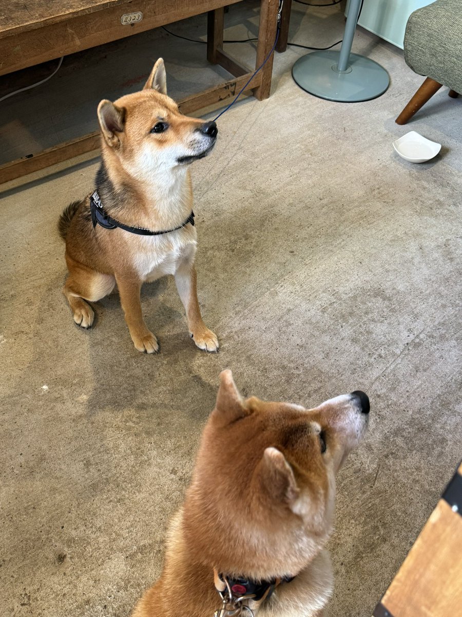rantaro_2020's tweet photo. 綱吉くんと📷🥰
まだ10カ月だって🥰かわいいーー🐕💕

プリン今日も美味しかったです！！

綱吉くんやちくわくんとも出会えて
楽しいお出かけになりました🐕

@kinjirou0630 
#あさむし温泉ぷりん金治郎
#浅虫温泉 https://t.co/hkpN9RgnIs