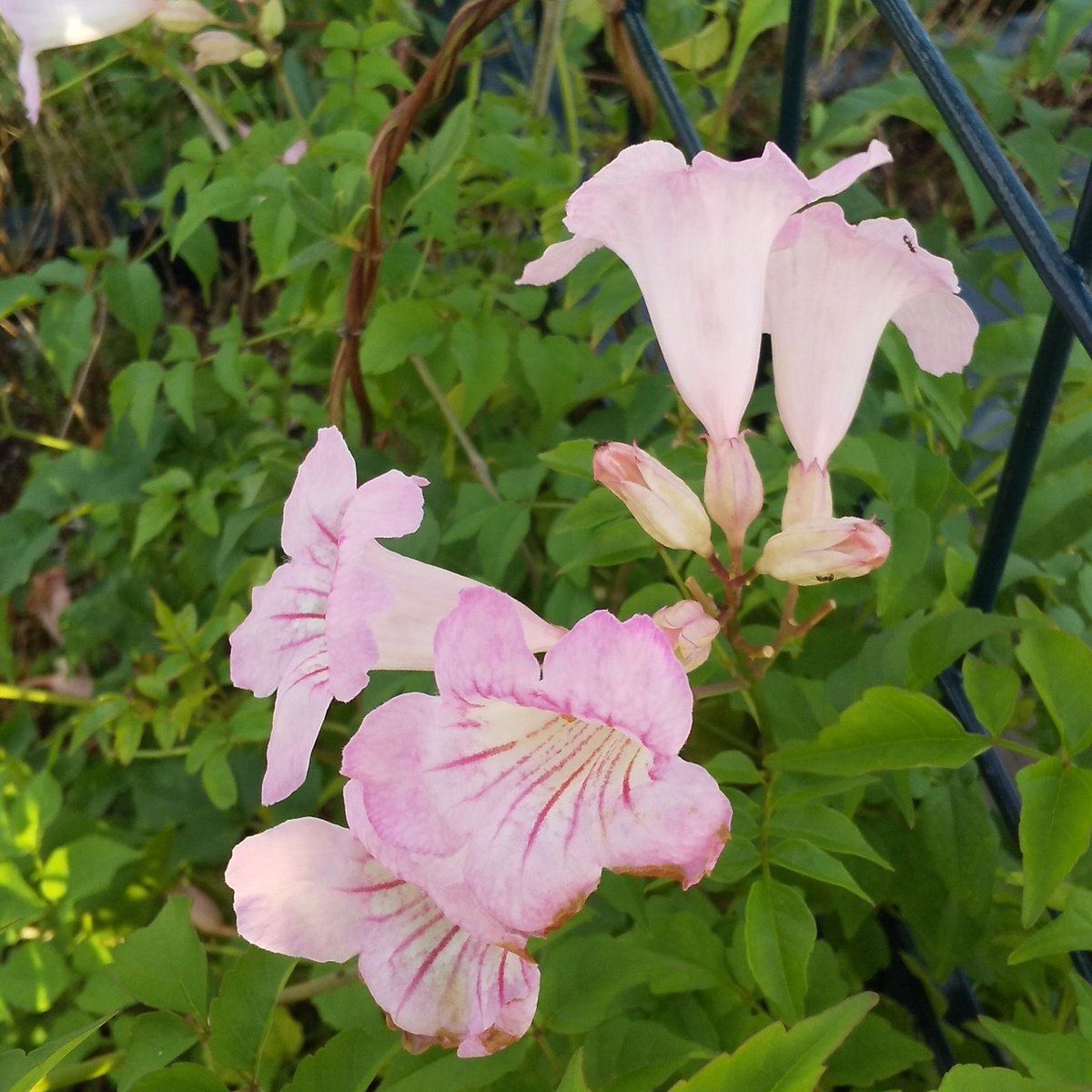 イランイラン - Search / X