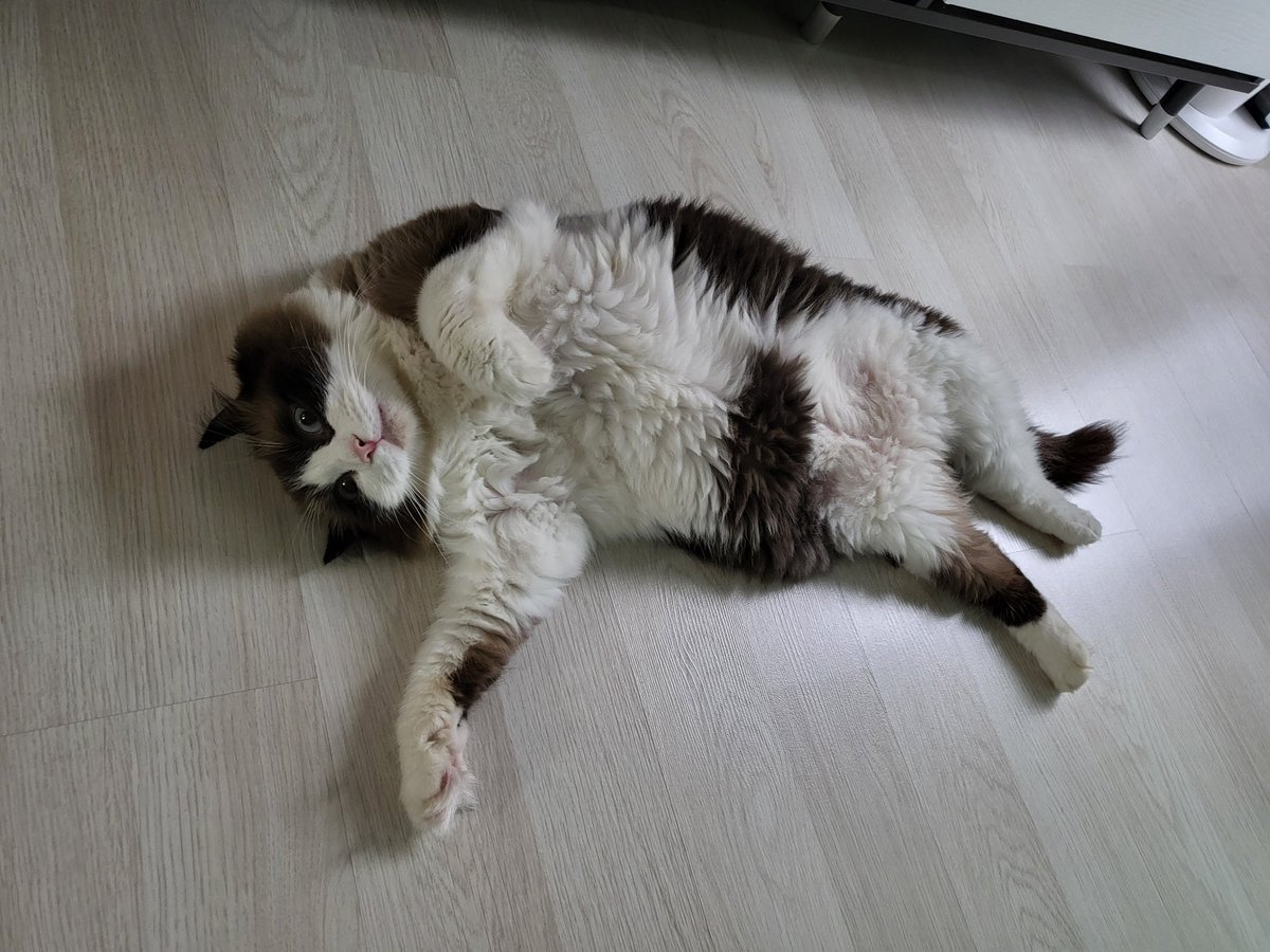 좋은 추석 보내요 픽스🫶🤍🫶🍀🐱

#CIX #씨아이엑스 #현석 #윤현석 #서기 #막내 #FIX #픽스 #픽스내거