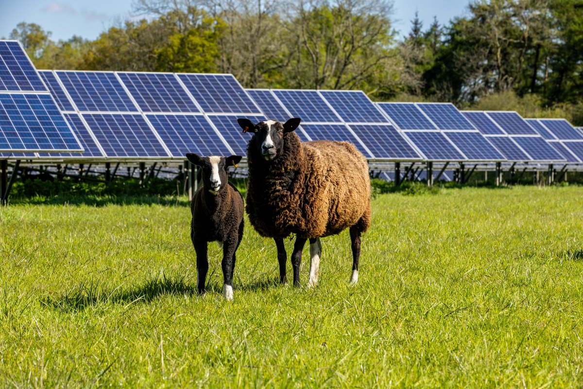 📸 Photography students from the <a href="/uniofbeds/">uniofbeds</a> have recently collaborated with <a href="/Lightsourcebp/">Lightsource bp</a> for an exciting #visual project that demonstrates the ways in which #solar can co-exist with #farming practices 🐑 Read more: beds.ac.uk/news/2024/sept… 👈

📸: Vasile Burla