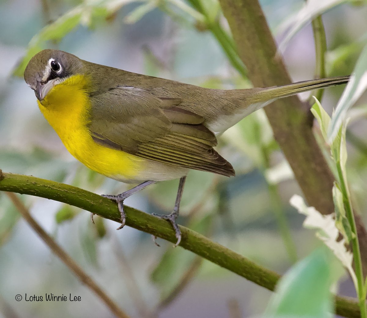 Lotus Winnie Lee tweet media